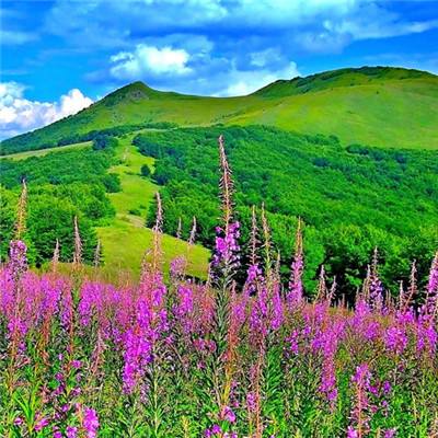 荒野探险游戏(暂未上线)v1.0 安卓版